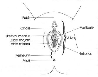 Diagram reproduced with permission from The Interstitial Cystitis Survival Guide by Robert Moldwin, MD, New Harbinger Publications, Inc. © 2000.