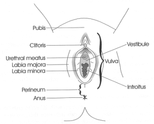 vulvovaginal_health_1