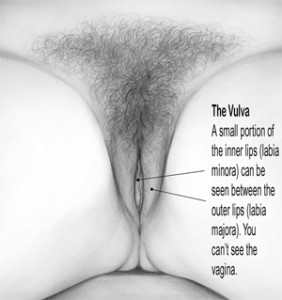 As mentioned above, the appearance of the vulva is highly... 